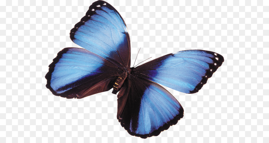 Papillon Bleu，Insecte PNG