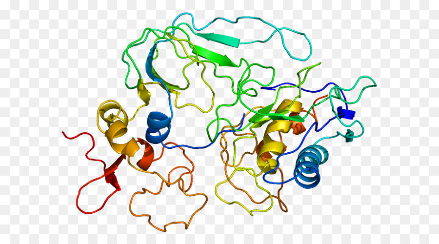 Cd47，Signalregulatory Protéine Alpha PNG