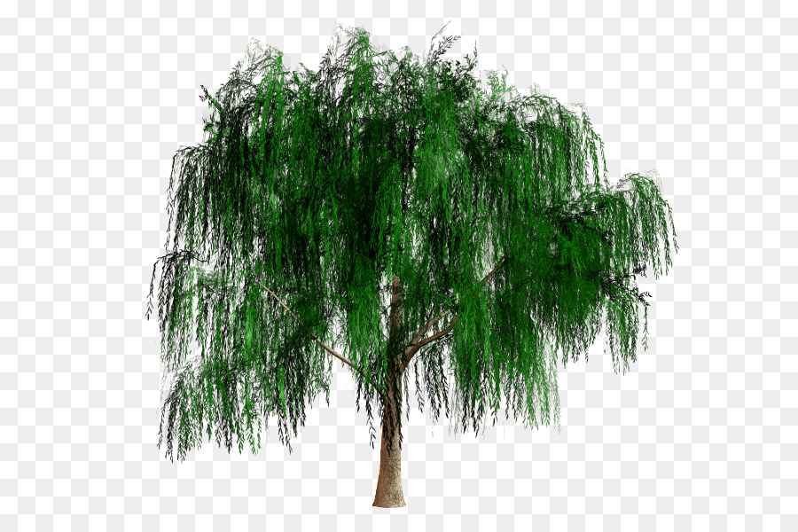 Evergreen，Arbuste PNG