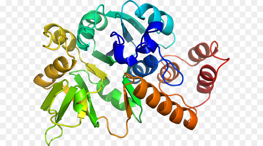 Structure Des Protéines，Molécule PNG