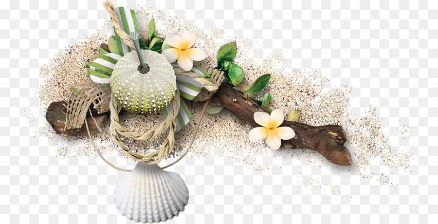 Décor De Plage，Coquilles PNG