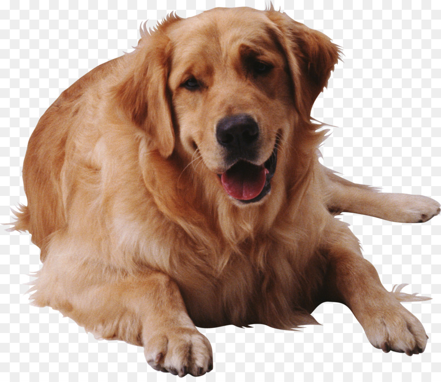 Golden Retriever，Animal De Compagnie PNG