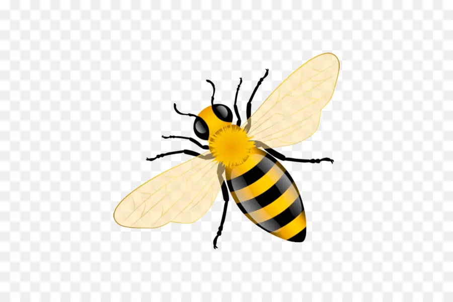 Abeille，Miel PNG