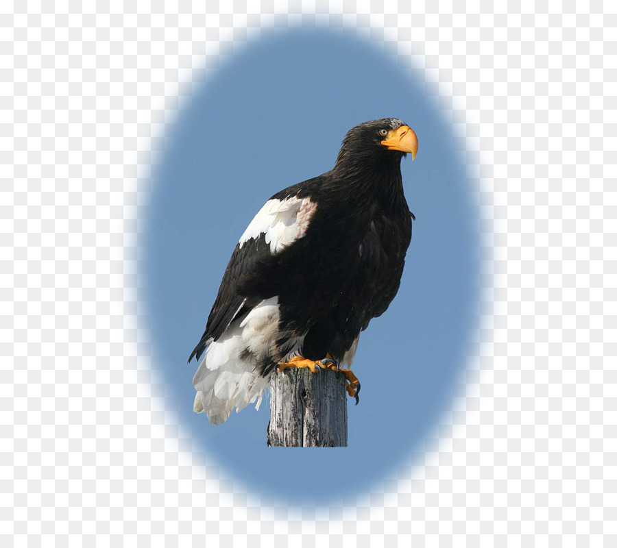 Le Pygargue à Tête Blanche，Hawk PNG