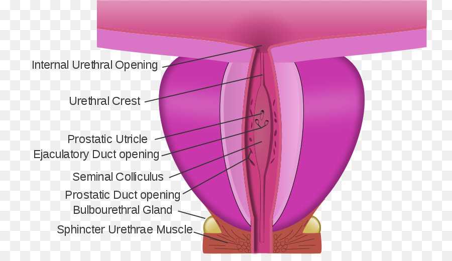 Gray S Anatomie，L Urètre PNG