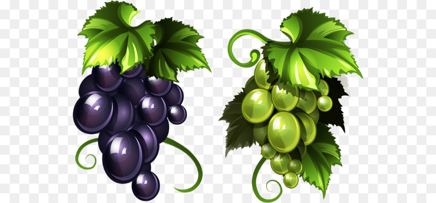 Raisins，Vigne PNG