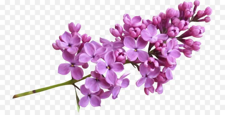 Fleurs Violettes，Fleurir PNG