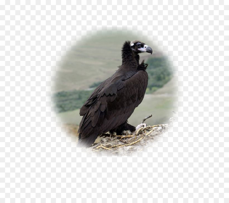 Le Pygargue à Tête Blanche，Oiseau PNG