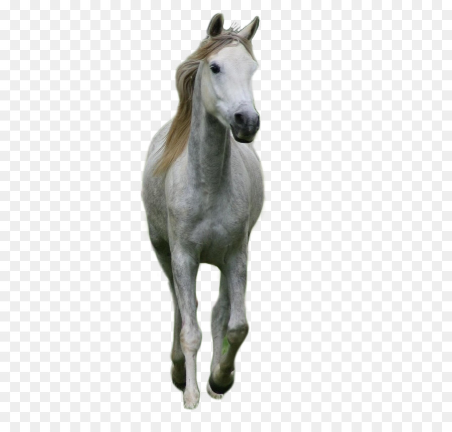 Cheval，Brun PNG