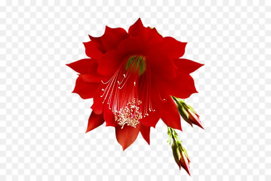 Fleur，Rouge PNG