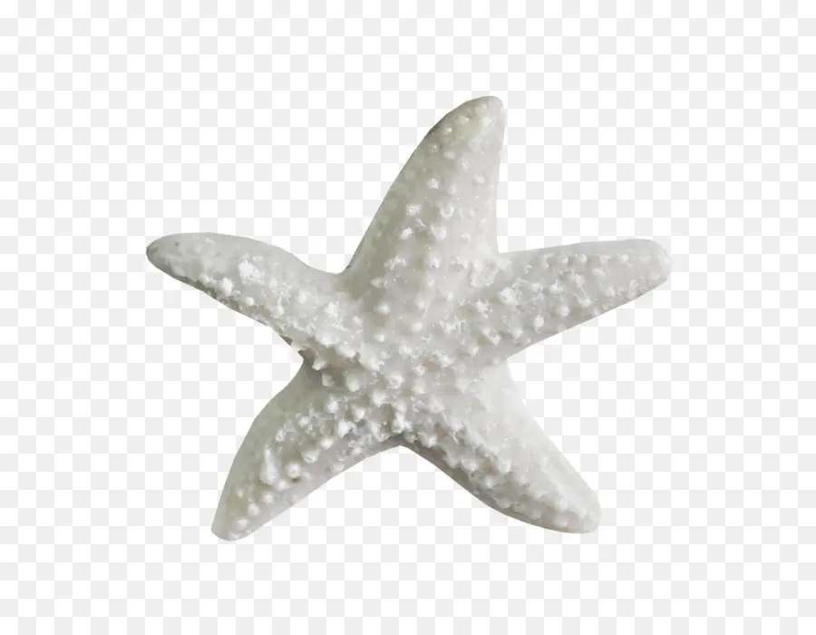 Étoile De Mer，Blanc PNG