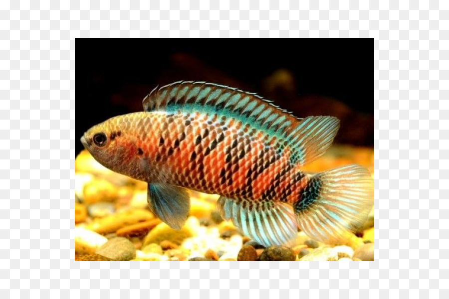 Poisson Coloré，Aquarium PNG