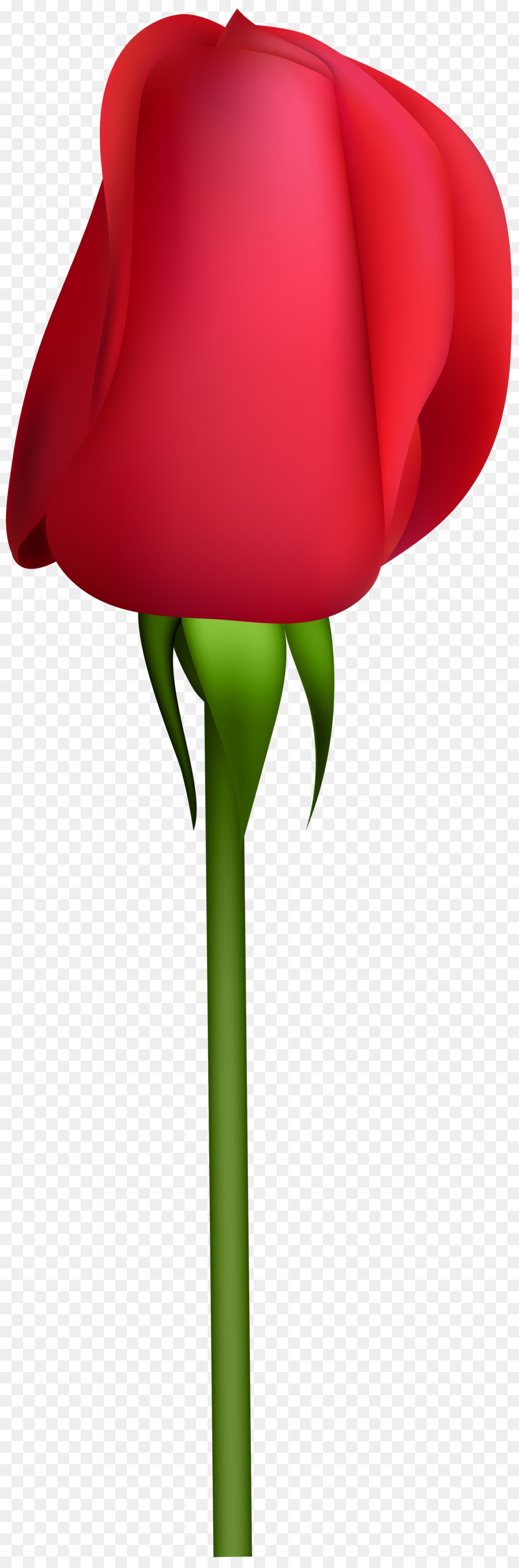 Tulipe Rouge，Tige PNG