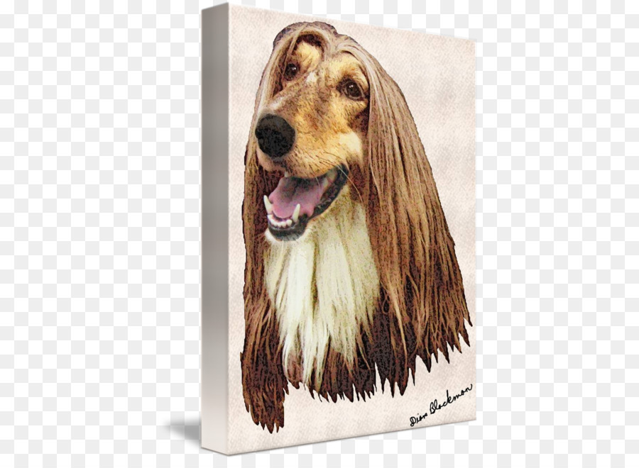 Chien Afghan，épagneul PNG