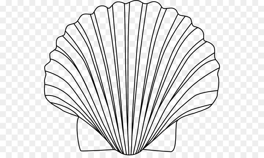  Coquillage  Dessin  Noir Et Blanc PNG Coquillage  Dessin  