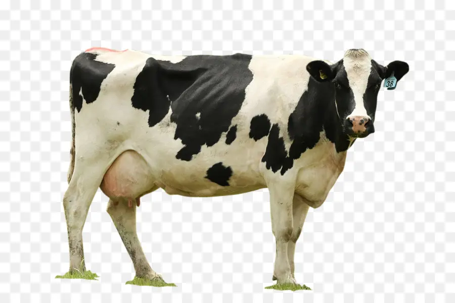 Vache，Bétail PNG