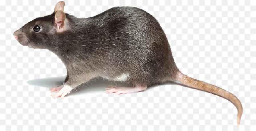 Souris，Rongeur PNG