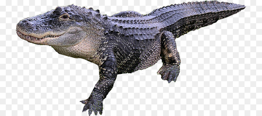 Crocodile，Reptile PNG