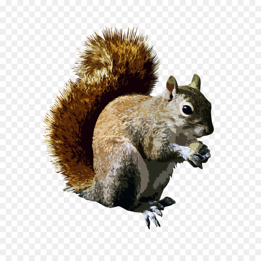 Les écureuils Arboricoles，Les Rongeurs PNG