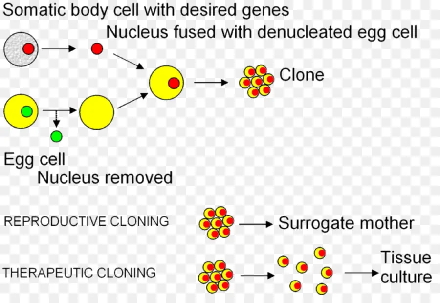 Diagramme De Clonage，Génétique PNG