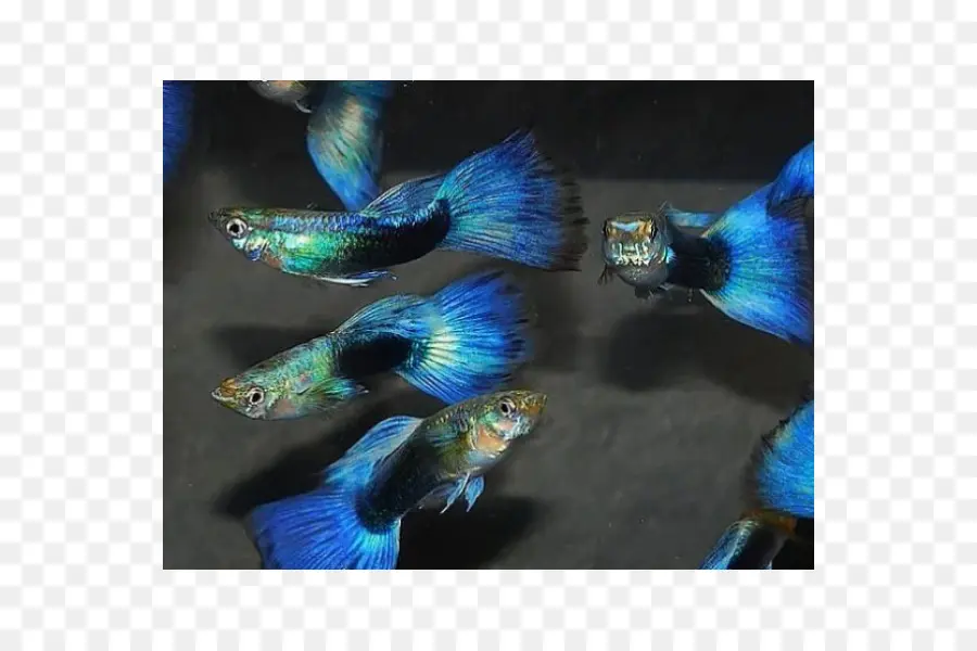 Poisson Guppy Bleu，Poisson PNG