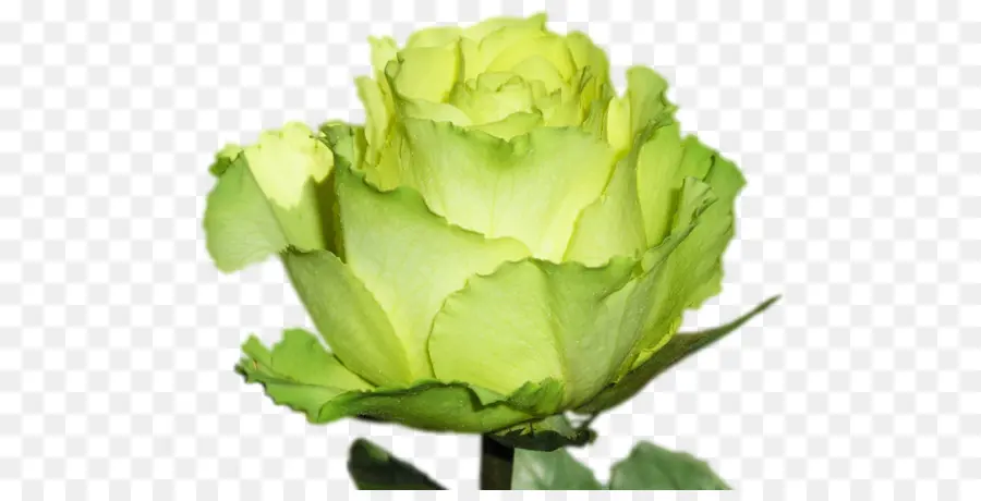 Rose Verte，Floraison PNG