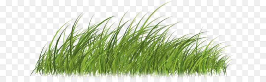 Herbe，Pelouse PNG