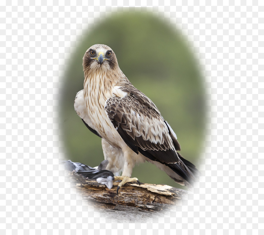 Hawk，Aigle PNG