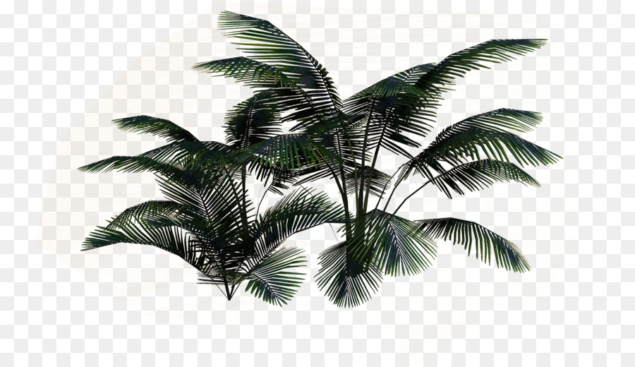 Noix De Coco，Feuille PNG