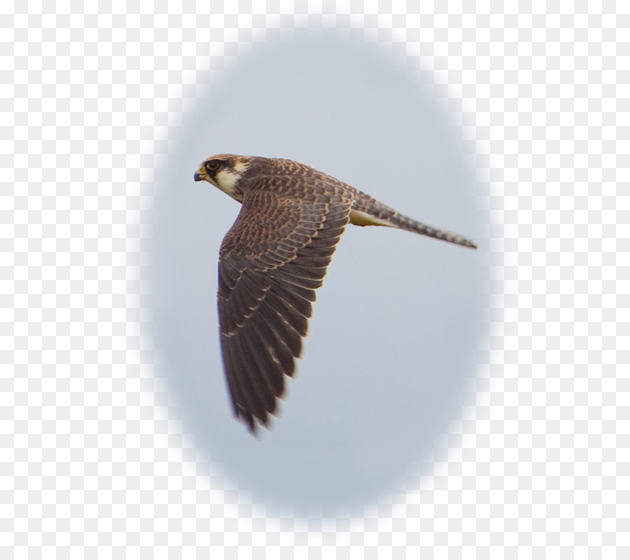 Oiseau Volant，Ailes PNG