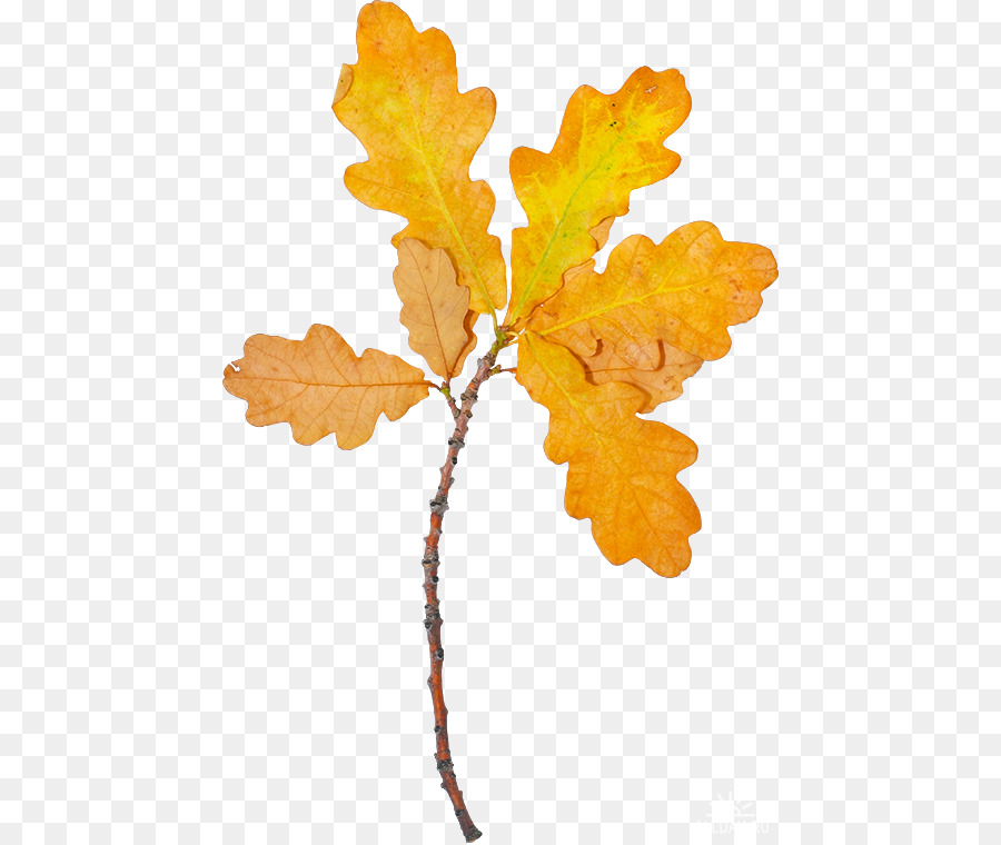 Feuille，L Automne PNG