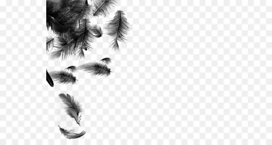 Plumes Noires，Plumage PNG