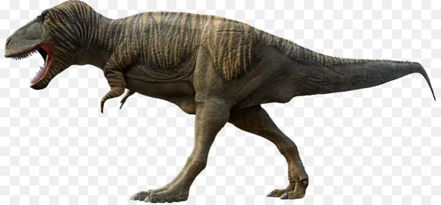 Le Tyrannosaure，Yutyrannus PNG