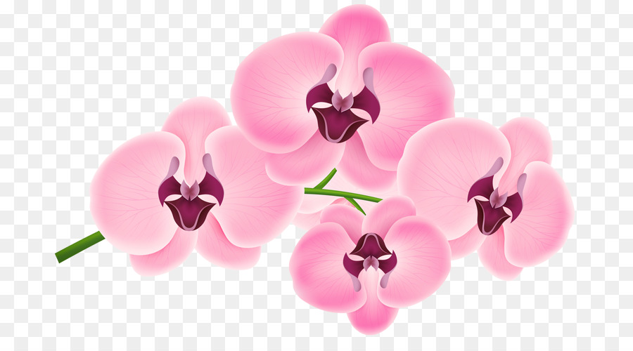 Teigne Des Orchidées，Rose M PNG