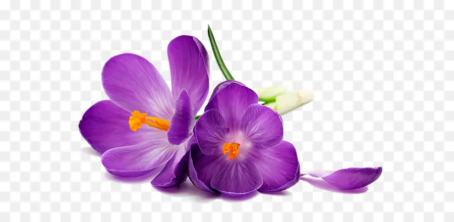 Fleurs Violettes，Fleurir PNG