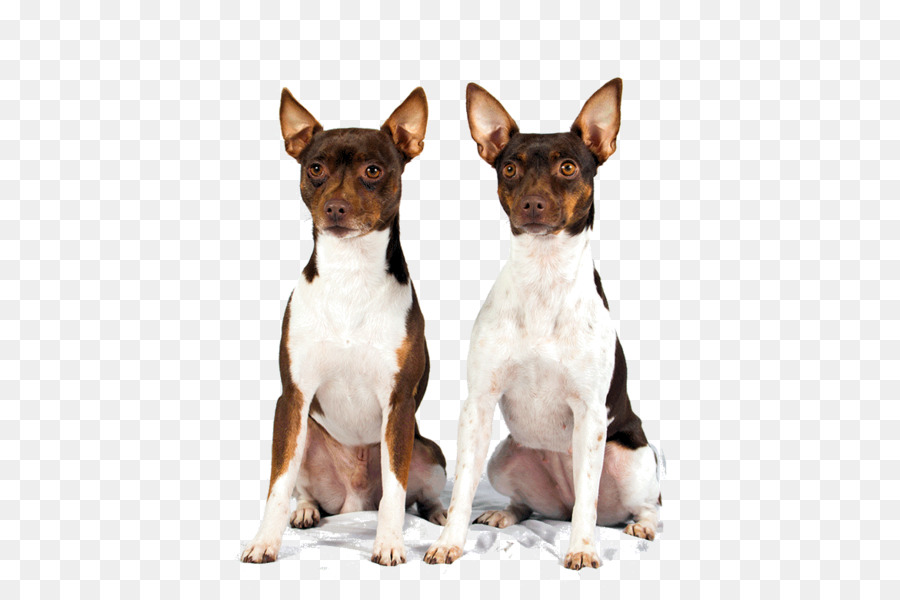 Race De Chien，Fox Terrier Miniature PNG