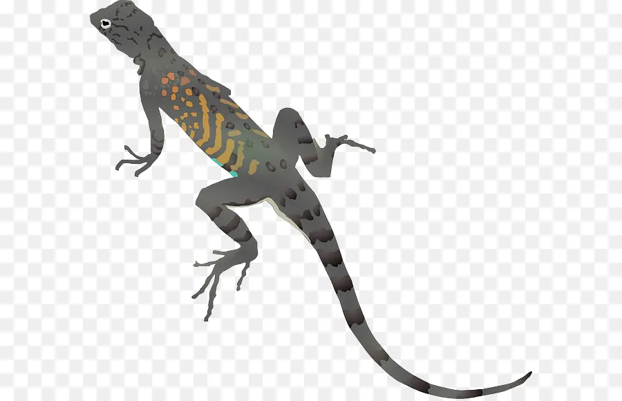 Lézard Brun，Reptile PNG