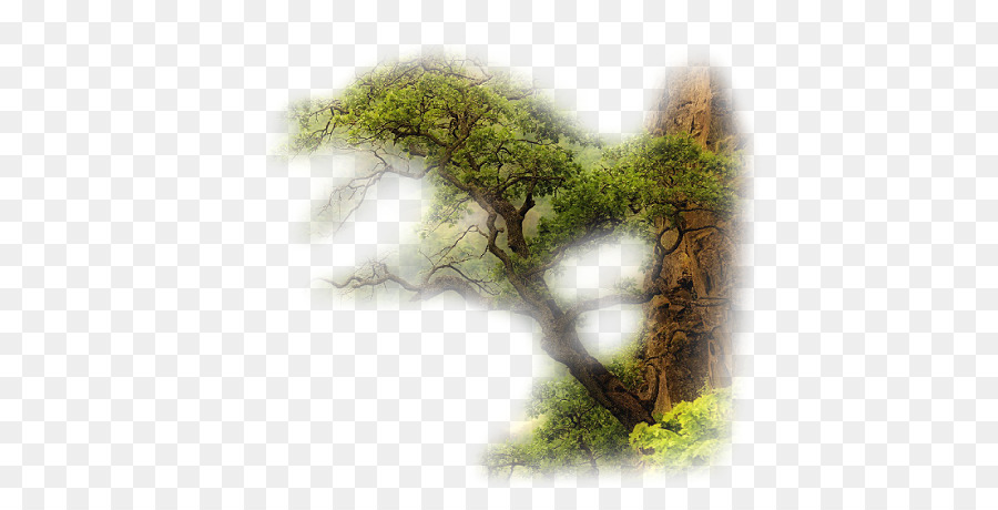 Arbre Vert，Nature PNG