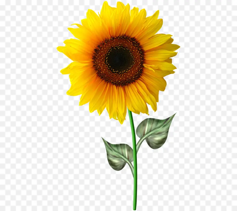 Tournesols，Jaune PNG