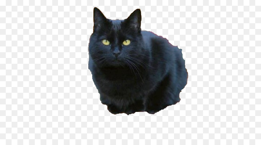 Chat Noir，Fourrure PNG