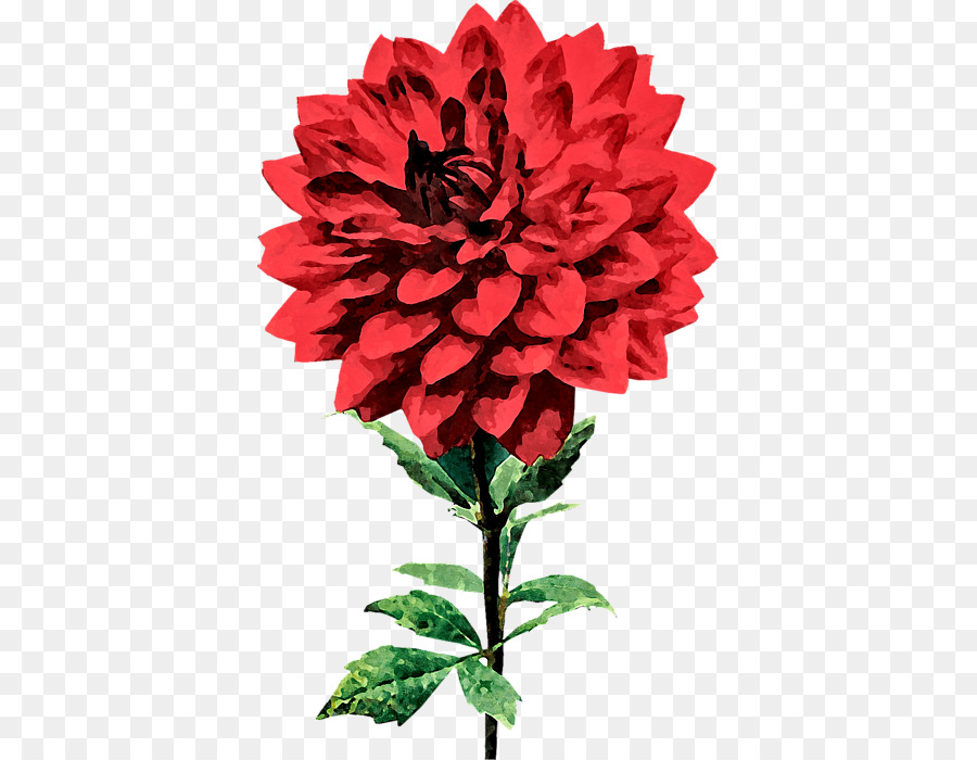 Les Roses De Jardin，Dahlia PNG