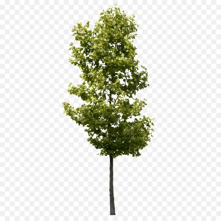 Arbre Vert，Feuilles PNG