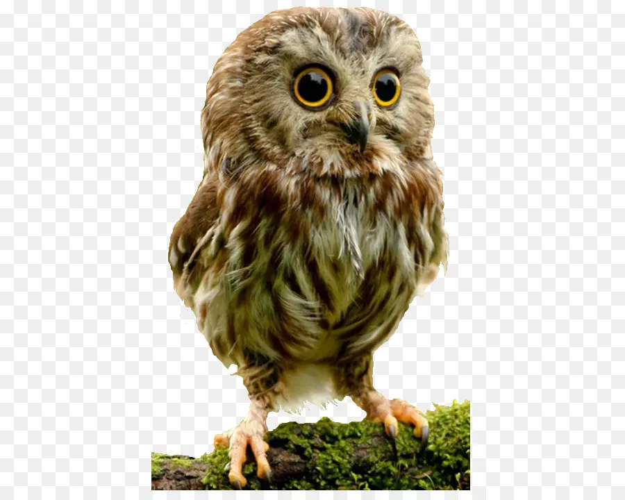 Hibou，Oiseau PNG