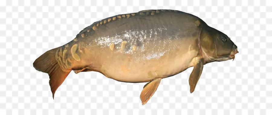 Poisson Chat，Aquatique PNG