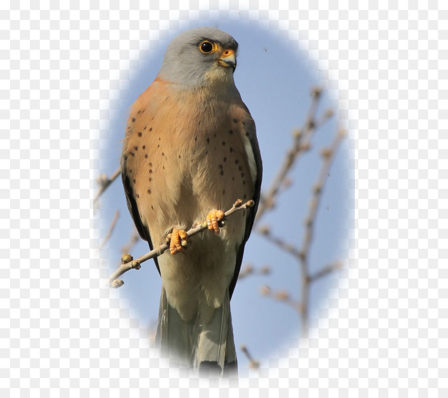 Hawk，Falconiformes PNG