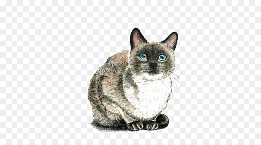 Chat，Animal De Compagnie PNG