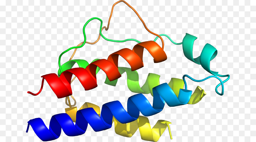 Structure Des Protéines，Molécule PNG