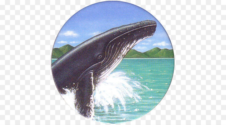 Wholphin，Commune De Dauphin PNG