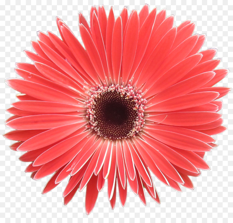 Fleur，Floraison PNG