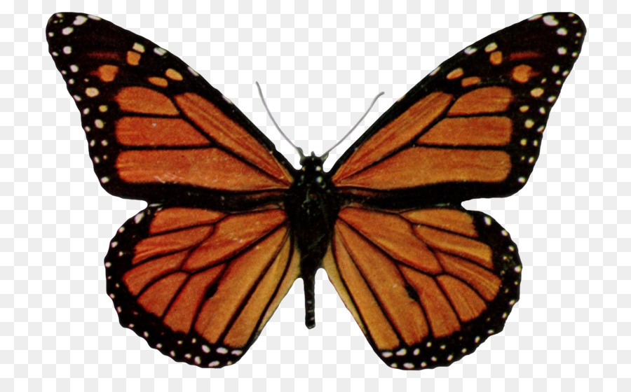 Papillon，Papillon Monarque PNG
